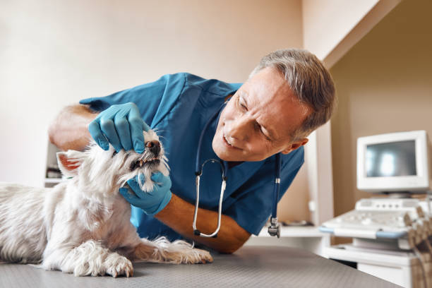 Best Mobile Emergency Dentist in Snoqualmie, WA